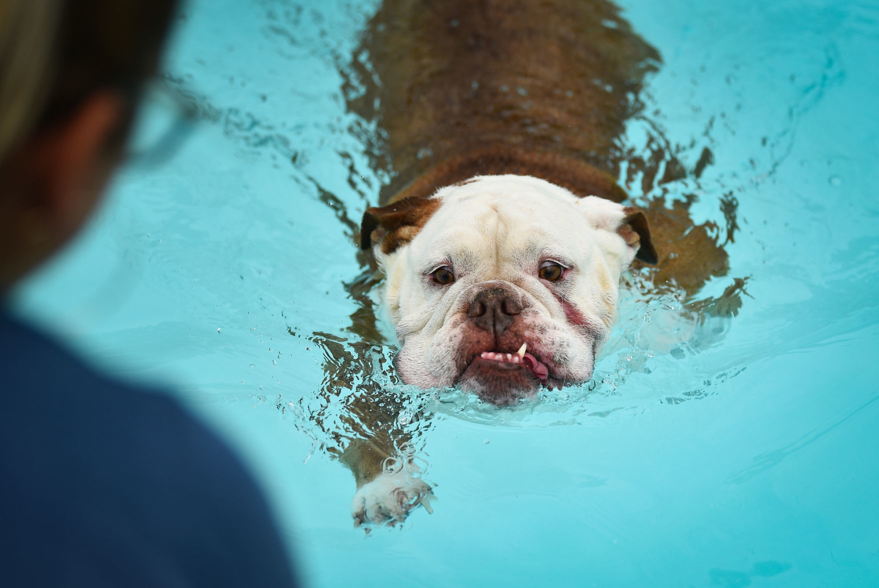 081919-mda-nws-furfriends-023a.JPG